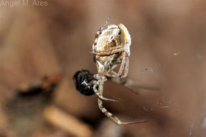 copula
