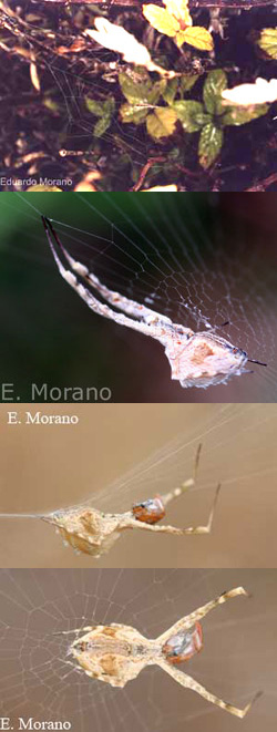 uloborus