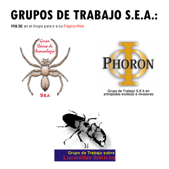 GIA - Grupo Ib&eacute;rico de Aracnolog&iacute;a