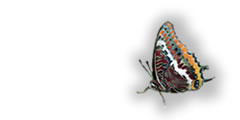 Charaxes jasius (Lepidoptero); Foto: Paco Alarc&oacute;n