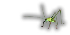 Tetigonido (Ortopteros); Foto: Paco Alarc&oacute;n